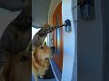 YOU WON'T BELIEVE: Dog &amp; Cat Play Prank on Their Neighbor #Shorts #AnimalShorts #AnimalVideos #Funny
