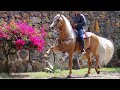 PALOMINO / Caballo Español 🇪🇸 Ganadería Paco Marti - Club Ecuestre SM -