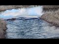 PERFECT BEAVER DAM ROARING mp3
