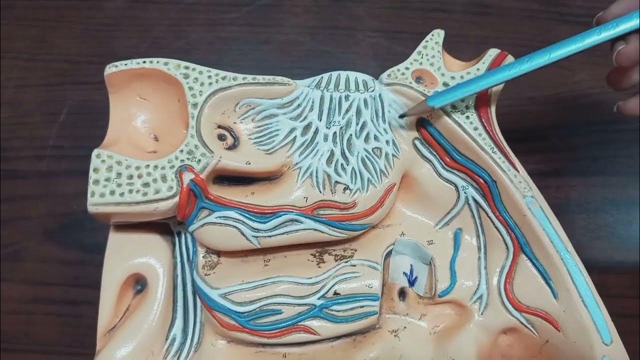 NASAL CAVITY & PARANASAL SINUSES ANATOMY MODEL YouTube