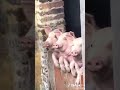 mó loguin esse trio
