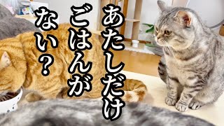 あれ？ポッポママのごはんがない？ #猫 #マンチカン by ねこもふファミリー 8,504 views 3 weeks ago 4 minutes, 41 seconds