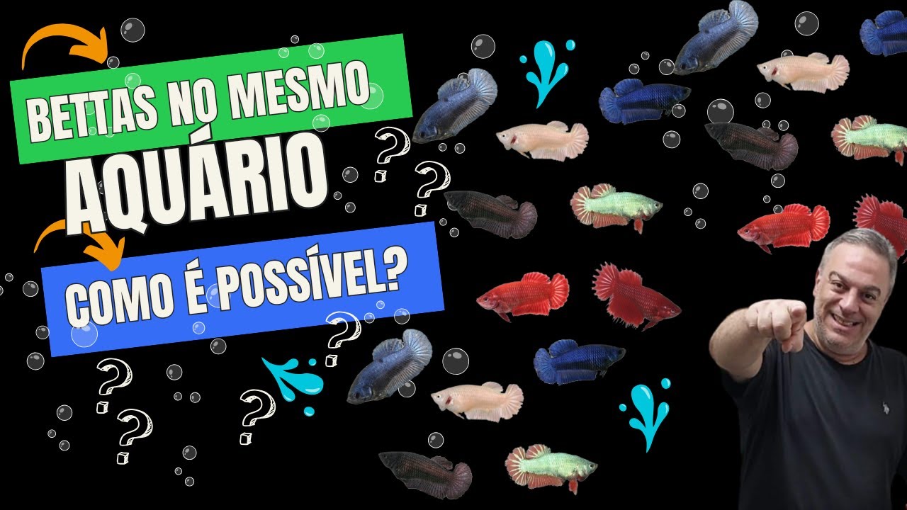AQUÁRIO DE BETTAS FÊMEAS: ELAS PODEM VIVER JUNTAS??