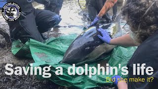 Saving a dolphin's life by British Divers Marine Life Rescue 3,078 views 3 years ago 1 minute, 13 seconds