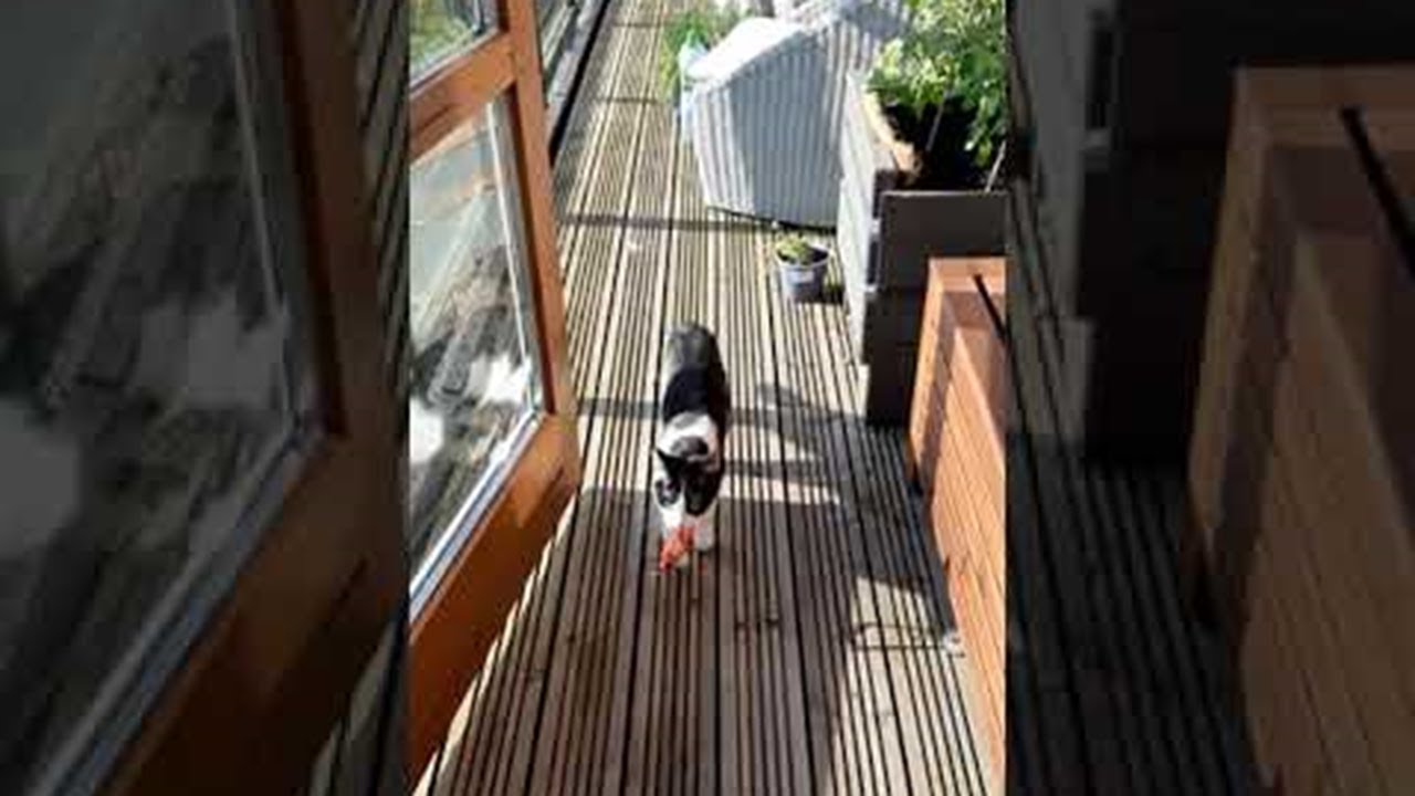 Yoshi the Cat Playing Fetch with Her Old Collar || ViralHog