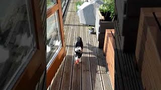 Celebrity Yoshi the Cat Playing Fetch with Her Old Collar || ViralHog Profile