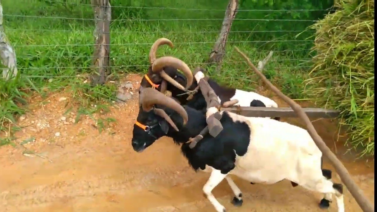 olha só essa carrada de capim que coloquei em Roxinho e  rochedo