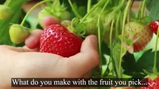 Pick Your Own Fruit at Cairnie Fruit Farm in Fife