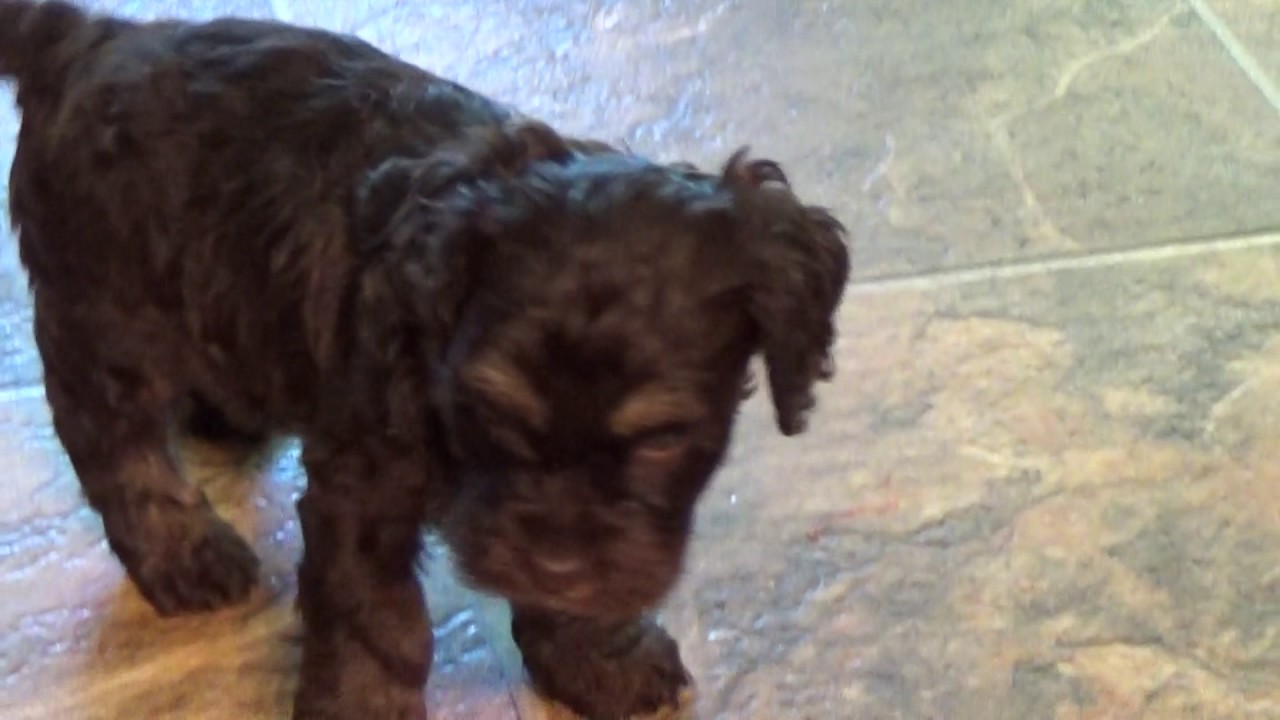 Ima, Ike, Ivanka, Ivan (sold), Evie (sold) - www.KingdomDogs.com doodle معنى