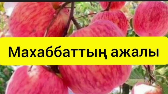 Қыздардың тампонының фотосы