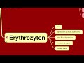 Erythrozyten  - Rote Blutkörperchen