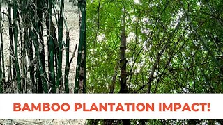 बांबू लागवड: उत्पन्नाची हमी | Impact of Bamboo Plantation on Farmers' Income | Eng. Subtitles