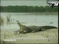 Birds Cleaning Crocodile's Mouth