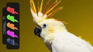 Citron Cockatoo, The Best Pet Parrot?