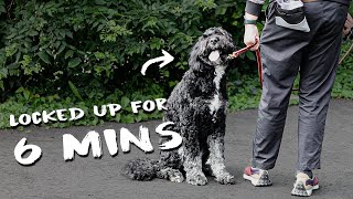 What To Do When Your Dog Refuses to Walk (Technique + Patience)