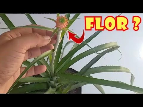 Vídeo: Planta de casa com flores de abacaxi - Como cultivar variedades de bromélias de abacaxi dentro de casa