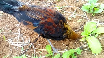 Me nguam ntsuag lau qaib qus txuam tom ib