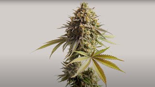 PAX Academy – Lesson 106: Strains