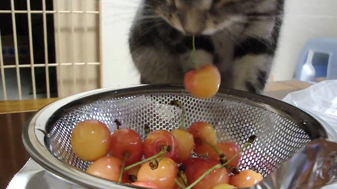 さくらんぼを持っていく猫 Youtube