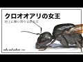 【結婚飛行】クロオオアリの女王アリの脱翅と巣作り｜Nuptial flight（Camponotus japonicus）