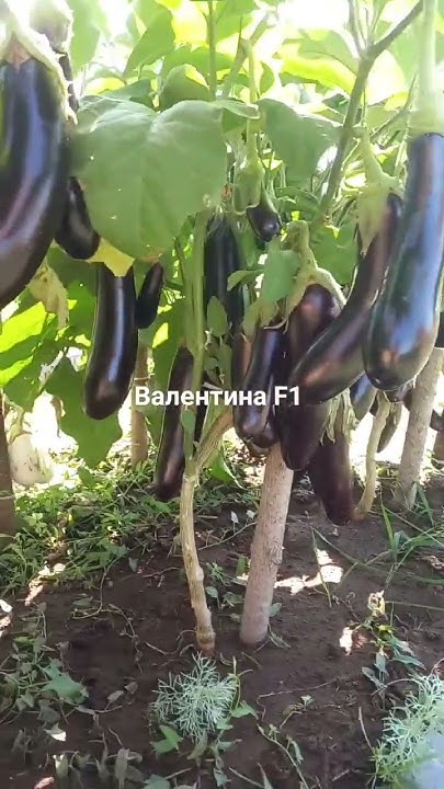 Баклажаны Валентина F1, очень порадовали урожаем ! - YouTube