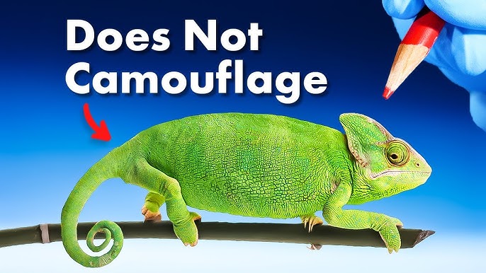 Beautiful Footage: Chameleons Are Amazing