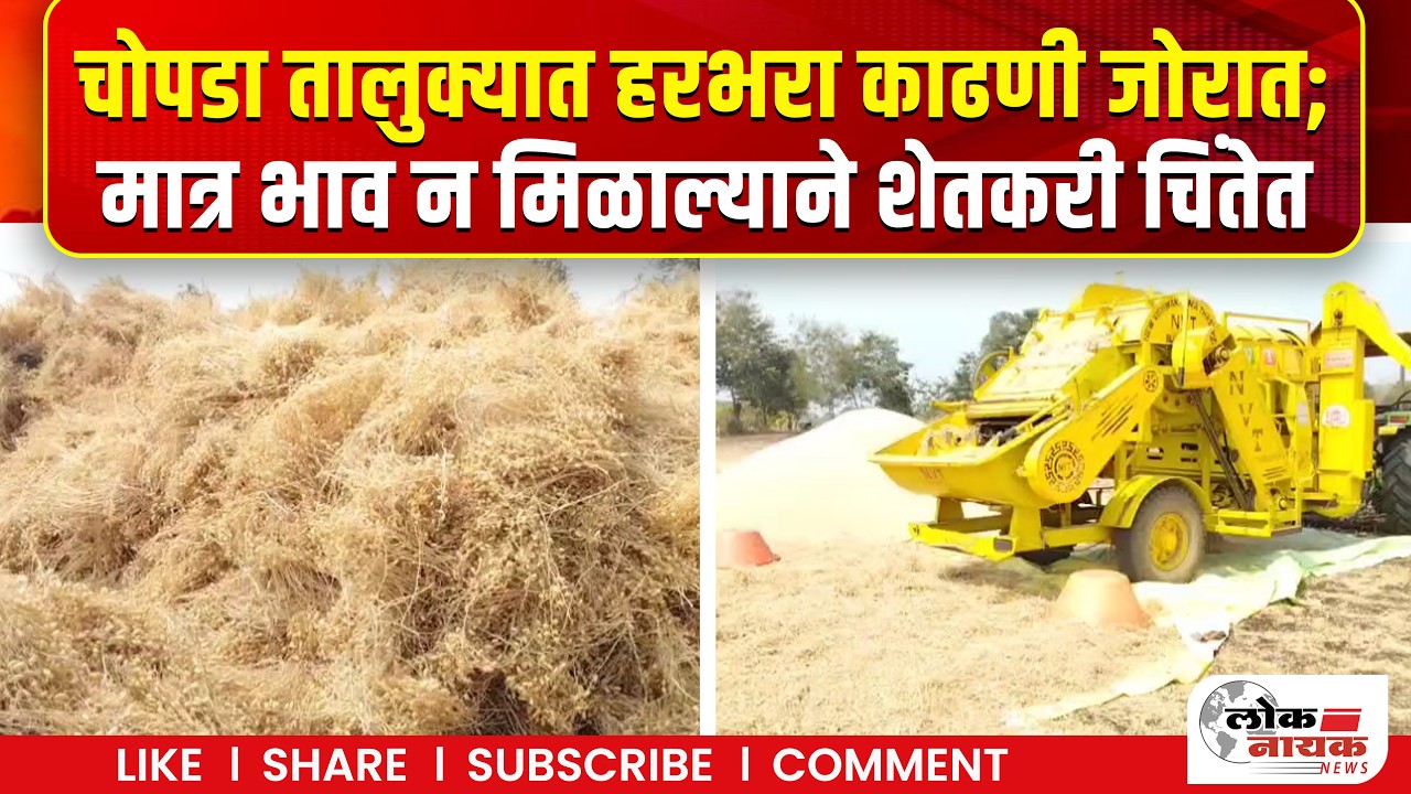 चोपडा तालुक्यात हरभरा काढणी जोरात; मात्र भाव न मिळाल्याने शेतकरी चिंतेत