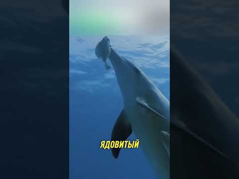 Тёмная сторона дельфинов 😱 #Shorts