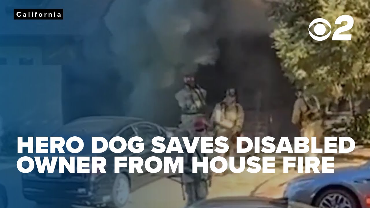 One dog is being hailed a hero after saving disabled owner from house ...