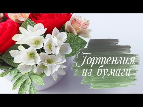 Бейне: Қарапайым Hydrangea