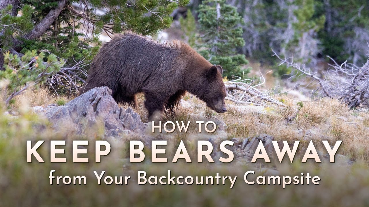 Backpacking Safely in Bear Country Tips for Keeping Your Fears at Bay