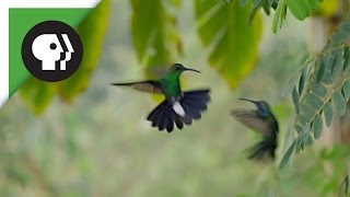 Pertempuran Burung Kolibri di Udara