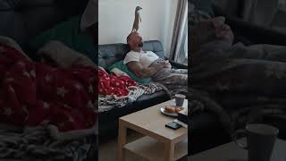 Meerkat Stands on Napping Man’s Head to Look Out the Window