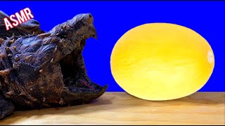 ASMR Turtle Tortoise Eating Fruit MELON 🐢2 ASMR Animal