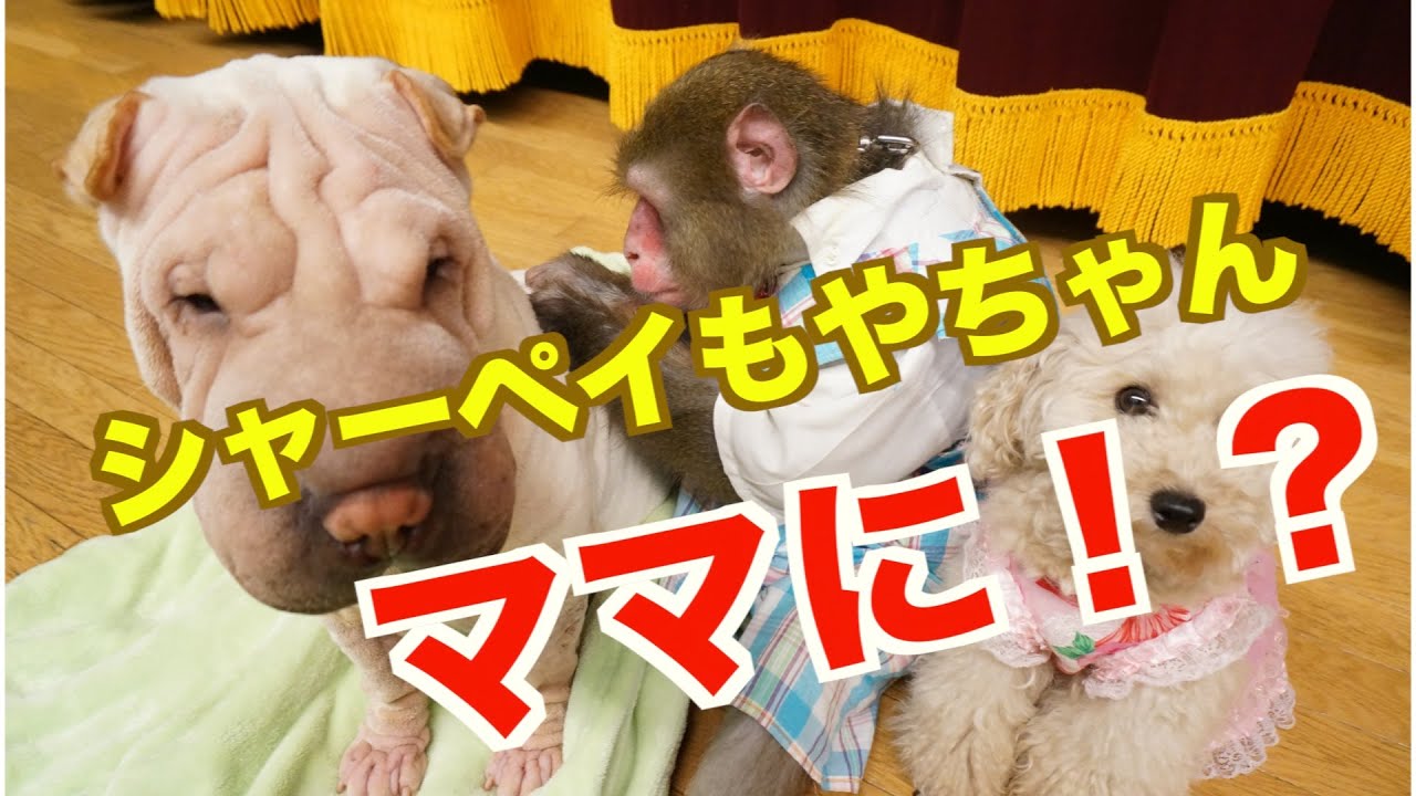 もやちゃんがママになる！？」っていうお話（#85） - YouTube