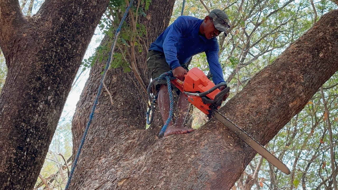Very dangerous !! Cut down 2 old trembesi trees, Stihl ms881 ...
