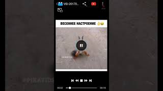 Много смешных и хороших видео. С булками с пингвинами с медведями и т.д Много смешных и хороших видео. С булками с пингвинами с медведями и т.д