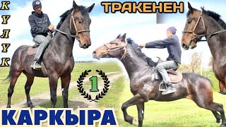 Каркыра күлүк