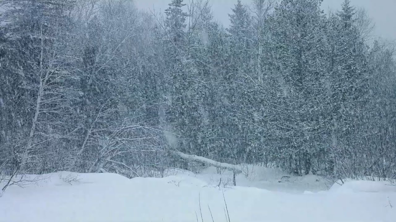 Icy Howling Wind Sounds Winter Storm Ambience to Forget Stress and ...