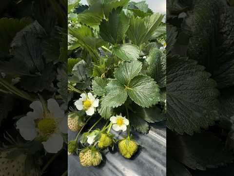 Клубника на Кубани