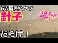 バケツに大量の針子！針子飼育の重要なポイント！生存率を上げる方法！メダカ睡蓮ビオトープ