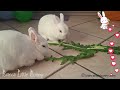 🐰🐰 Due Conigliette Nane = Felicità Istantanea | Impossibile Non Sorridere ✨