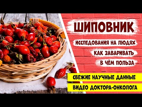 ШИПОВНИК: полезные свойства и применение в медицине. Как правильно заваривать.