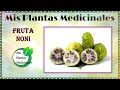 Para que sirve el Noni - Fruta Noni propiedades curativas