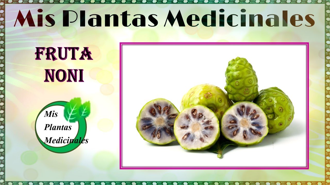 Para que sirve el Noni Fruta Noni propiedades curativas YouTube