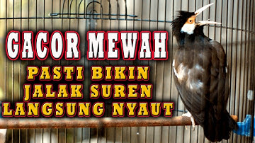 JALAK SUREN UNTUK PANCINGAN DAN MASTERAN GACOR MEWAH CEPAT DI TIRU  #jalaksuren