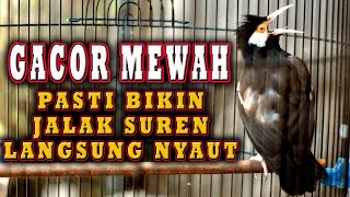 JALAK SUREN UNTUK PANCINGAN DAN MASTERAN GACOR MEWAH CEPAT DI TIRU  #jalaksuren