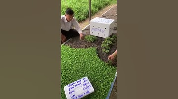 Cung Cấp Hoa Cúc Giống Đại Đoá Pha Lê Vụ Mùa 2024 CÔNG TY CP SX KD HOA CÚC KHÁNH HOÀ A NHÀN