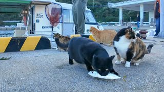 ♪ Chasing after a black cat with a fish in its mouth - YouTube