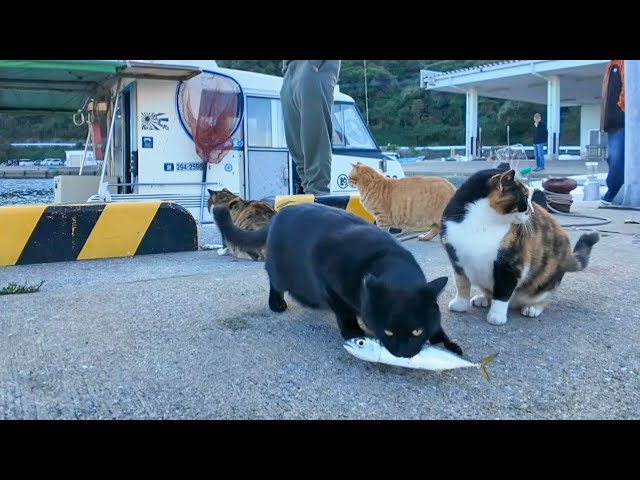♪ Chasing after a black cat with a fish in its mouth - YouTube